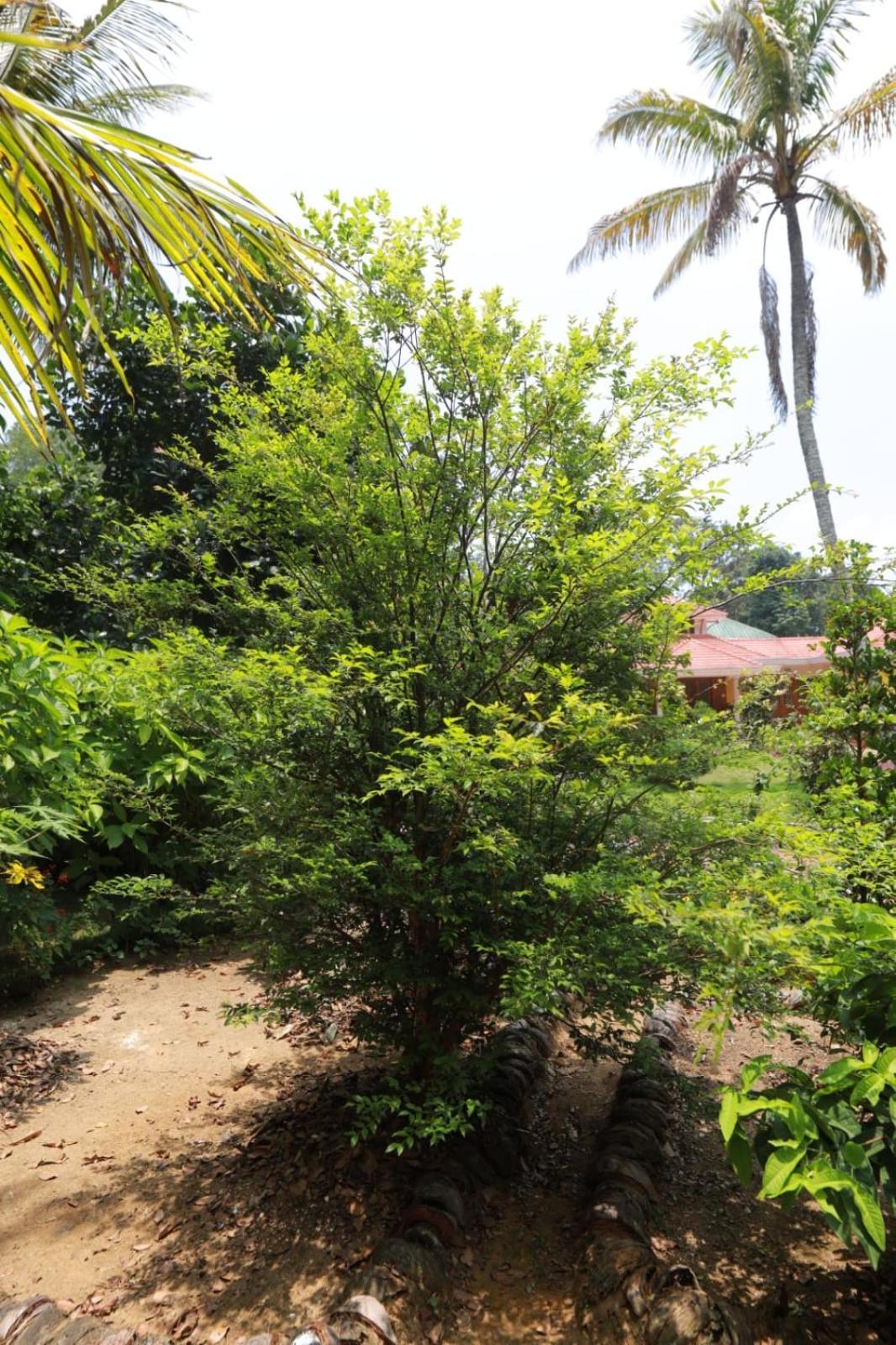 Green Shades Munnar Exterior foto